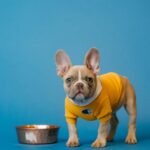 The Complete Guide to Choosing the Best Dog Food for Allergies in 2024