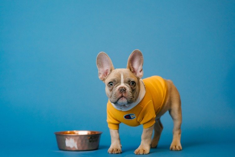 The Complete Guide to Choosing the Best Dog Food for Allergies in 2024